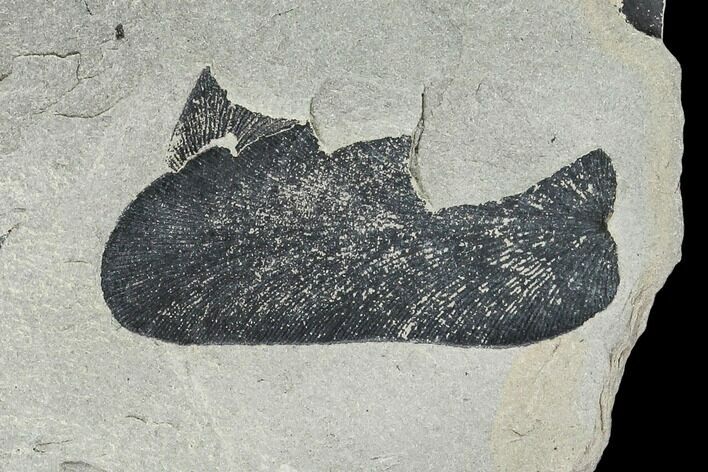 Pennsylvanian Fossil Fern (Macroneuropteris) Leaflet - Kentucky #112903
